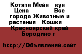 Котята Мейн - кун › Цена ­ 19 000 - Все города Животные и растения » Кошки   . Красноярский край,Бородино г.